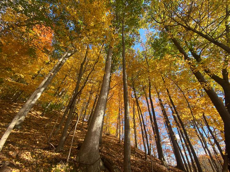 Sustainable Economies empowers organizations like Cleveland Museum of Natural History to create positive  change in places like Wolf Run Preserve.